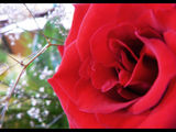Букет от Червени рози ; comments:9