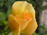 Жълта роза ; Comments:31