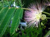 MIMOSACEAE  ALBIZZIA  JULIBRISSIN ; Comments:14