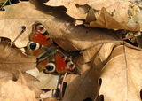 Есенна пеперуда ; comments:9