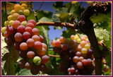 Налива есента сокове за младо вино ; comments:12