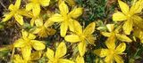 Жълти цветя ; comments:6