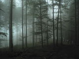 Wood in fog ; comments:31