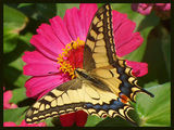Papilio machaon Linnaeus, 1758 ; comments:35