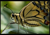 Papilio machaon ; comments:22