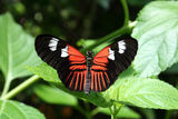 магията на пеперудите ; comments:49