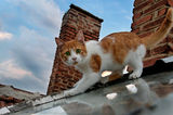 A cat on the roof ; comments:29