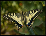 Papilio machaon ; comments:21