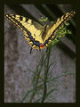Пеперудата Пепи ; comments:8