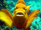 Goldfish ; Comments:10