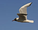 Jonathan Livingston Seagull ; Comments:13