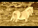 Нощем с белите коне ; comments:9