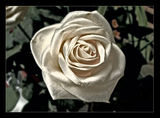 Кадифена роза ; comments:29