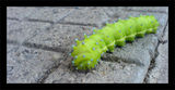 caterpillar ; comments:9
