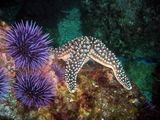sea star and urchin ; Comments:1