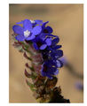 The Blue Floweret ; comments:10