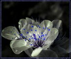 Night Flower - 2 ; comments:12