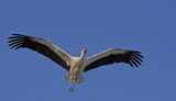 Stork Flying ; comments:7