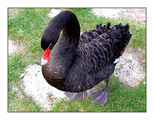 Black swan ; comments:47