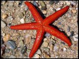 StarFish 2.0 ; comments:17