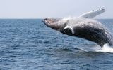 at the whale watch ; comments:40