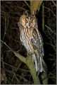 Long Eared Owl ; comments:30