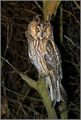 Long Eared Owl ; Comments:30