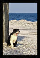 Морска котка ; comments:14