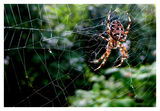 the spider from Lindau ; comments:11