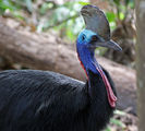 Southern Cassowary (casuarius casuarius) ; comments:8