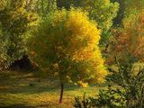 Златна есен ; Comments:56