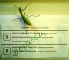 инсект се чуди за кого да гласува ; Comments:1