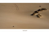 Deep in Sahara XVI ; comments:27