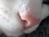 A cat.s nose ; comments:9