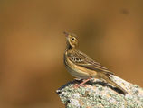 Горска бъбрица(Tree pipit) ; comments:19