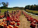 The Pumpkin Season ; comments:49