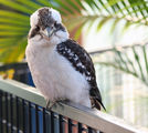 kookaburra ; Comments:17