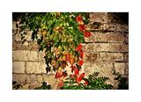 Есенната стена ; comments:18