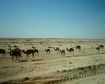 Sahara wild camels ; comments:69