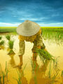 the rice field 2 ; comments:109