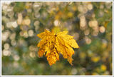 Прелестта на Есента! ; comments:23