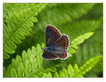 Още един пирински пеперуден етюд ; comments:13