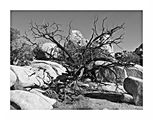 dead looking tree in the desert ; comments:5