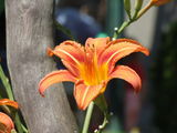 no name ( ID=475147 ) ; Comments:4