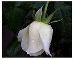 Бяла роза ; Коментари:130