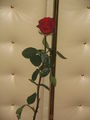 red rose ; Comments:1