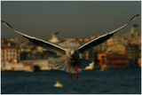 ...Чайки над Истанбул... ; comments:59
