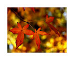 Good Night Leaves 2 ; comments:87