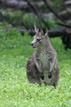 kangaroo ; comments:9