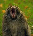 Baboon ; comments:25